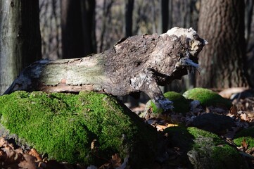 tree trunk with moss