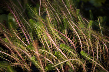 Green plant