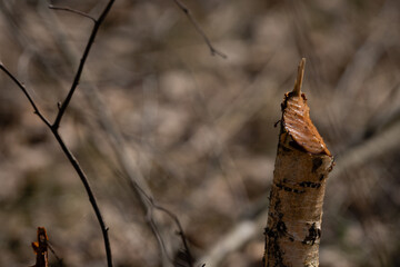 beaver bitten birch trunk tip