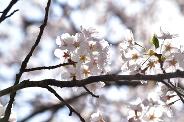 引地川沿いの千本桜