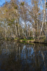 Birken am Pfefferfließ in Stangenhagen, Stadt Trebbin