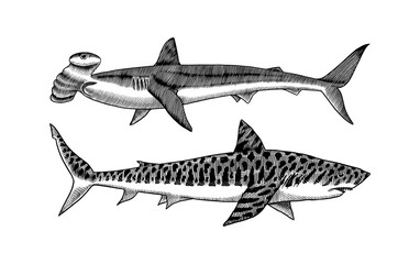 Great hammerhead and Tiger shark. Marine predator requiem animal. Sea life. Hand drawn vintage engraved sketch. Ocean fish. Vector illustration for web, logo or t-shirt.