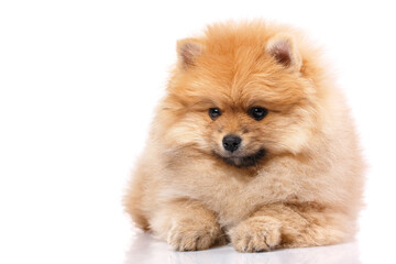 Fototapeta na wymiar Cute little pomeranian spitz puppy lies on a white background.