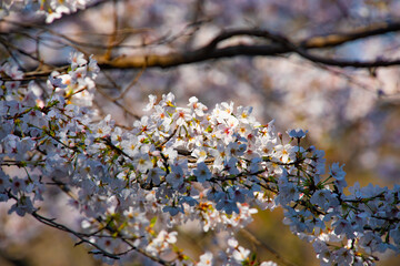 Cherry blossom at the park daytime