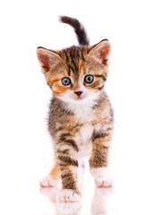 Portrait of a blue-eyed kitten on a white background.
