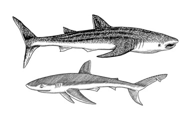 Whale shark and Blue shark. Marine predator animal. Sea life. Hand drawn vintage engraved sketch. Ocean fish. Vector illustration for web, logo or t-shirt.