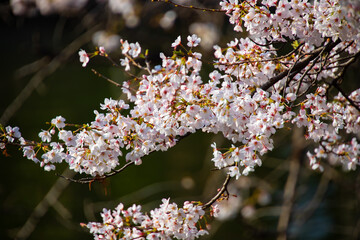 Cherry blossom at the park daytime