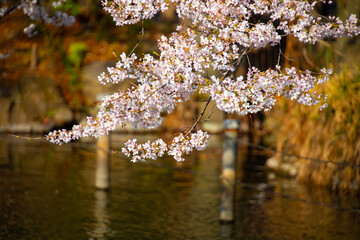 Cherry blossom at the park daytime