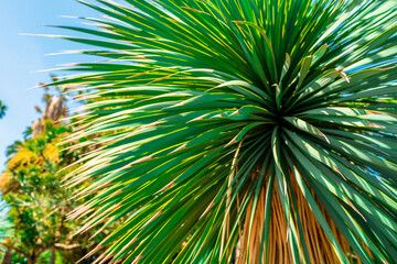 Fototapeta na wymiar Succulent in the park, natural background