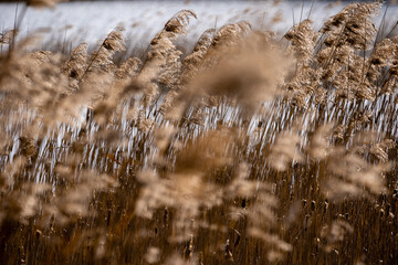 Fototapeta premium dry reeds sway in the wind by the lake