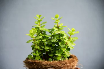Fotobehang Green plants portulacaria afra in brown pot. © toeytoey