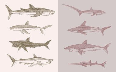 Sharks set.Great white shark, Sixgill sawshark. Basking Sand Tiger Hammerhead Thresher Atlantic Bull Mackerel Whale Blue sharks. Marine fish. Sea life. Hand drawn vintage sketch for logo or t-shirt.