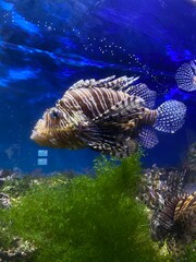 fish swim behind glass in the aquarium