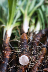 Scorzonera spanish black salsify close up, root vegetables freshly harvested from the summer garden and dirty with soil, white innerflesh and green top leaves, food background with selective focus