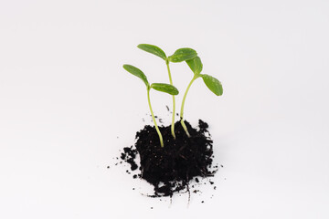 Cucumber sprouts in a handful of soil. Cucumber seedlings on a white background. 