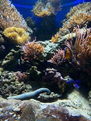 Naklejka na ściany i meble fish swim behind glass in the aquarium