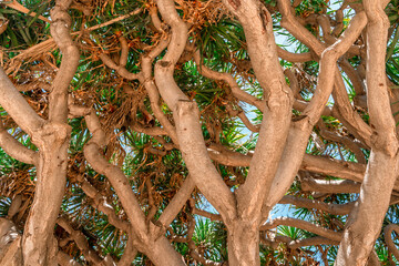 Background of twisting tree trunks and leaves