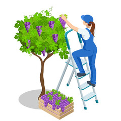 Agricultural work. Isometric woman in September to harvest vineyards , collects the selected grape bunches. Farming activity of farmer. Work in the garden.
