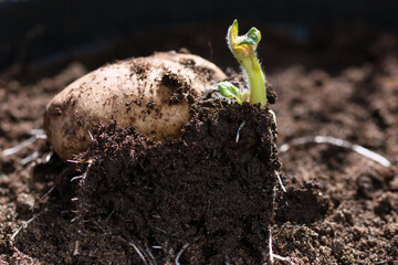 Sprouting potato seedling of early rose heirloom variety, little green shoots with hairy leaves and...