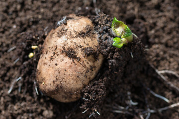 Sprouting potato seedling of early rose heirloom variety, little green shoots with hairy leaves and white roots coming out of seed potato on a brown compost soil, gardening and self sufficency concept