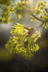 spring maple branches with young, juicy leaves and inflorescences. Image has a vintage and light boost effect applied