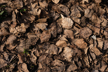 fall leaves close-up in the spring when they have remained brown sun dry