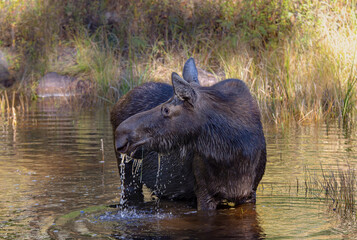 Cow Moose Alces alces grazing in a small pond in Algonquin Park, Canada in spring