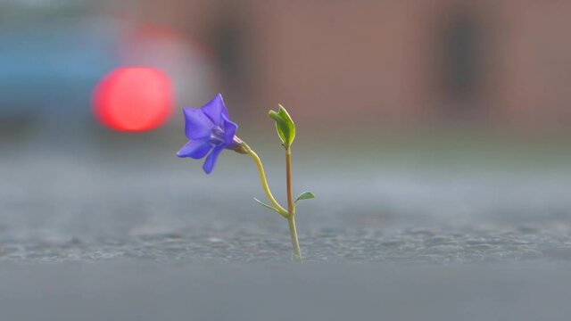 A blue flower grows through cracks in the city asp