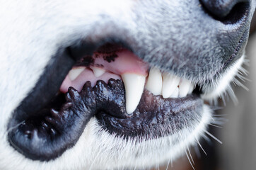 Close-up of a dog teeth and mouth