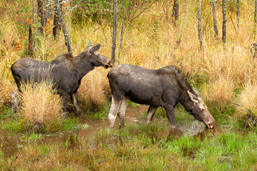 Two Cow moose (Alces alces) grazing in a small pond in Algonquin Park