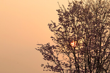 Obraz na płótnie Canvas Morning sun through the trees.