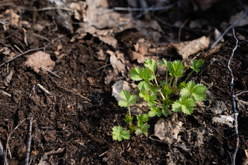 close-up of fallen leaves in spring when they have remained brown sun dry and green leaves have grown between them