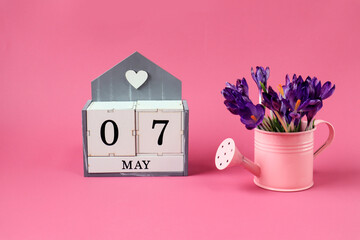 Calendar for May 7: cubes with the numbers 0 and 7, the name of the month of May in English,a pink watering can with a bouquet of purple crocuses on a pink background