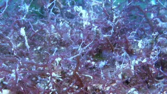 
Skeleton Shrimps (Caprellidae) Colony - Philippines