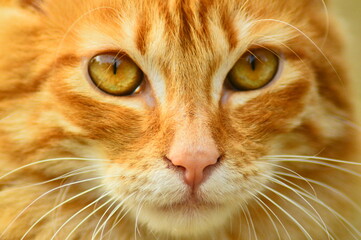 Chat Roux Yeux