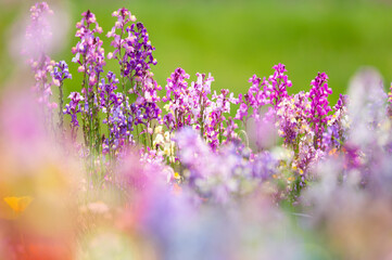 癒しのリナリア