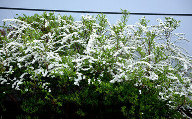 It is a shrub This compact deciduous shrub growing to a height of 1.5 m and wide bears in the...