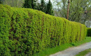 hedge of shrubs is usually up to 2 m high. The shrub is dense, long branches half overhanging. It...