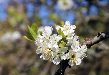 Close up of plum blossom, Derbyshire England
