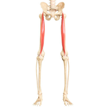 Human Muscular System Leg Muscles Rectus Femoris Muscle Anatomy