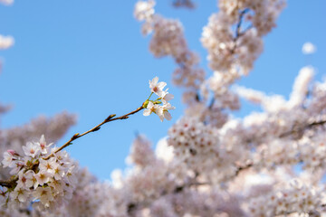 Blooming cherry blossoms in spring