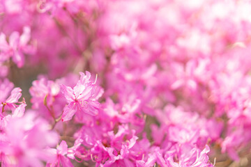 ピンク色　春に咲く満開のミツバツツジ