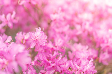 Fototapeta na wymiar ピンク色　春に咲く満開のミツバツツジ