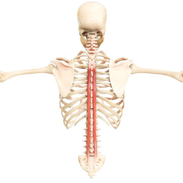 Human Muscular System Torso Muscles Spinalis Muscle Anatomy
