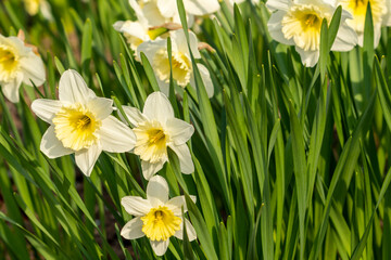 The first spring white flowers of daffodils