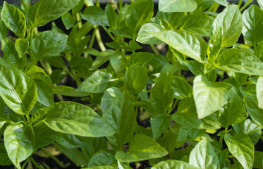 Green sprouts grown grown from seeds at home backlit by the sun on light green background. Organic home gardening, nature care, eco-friendly concept. Vegan and healthy eating concept. 