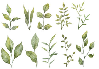 Set of hand painted watercolor green leaves. Botanical illustrations