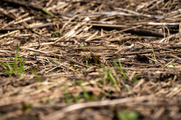 close-up with dry grass with some green grass stalks and a colorful butterfly in the middle