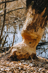 Bitten, gnawed by the teeth of a rodent beaver, a spoiled aspen tree with fallen bark stands in the forest near the river, lake in the spring. Photography, concept.