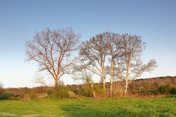 spring aspen at sunset against the blue sky